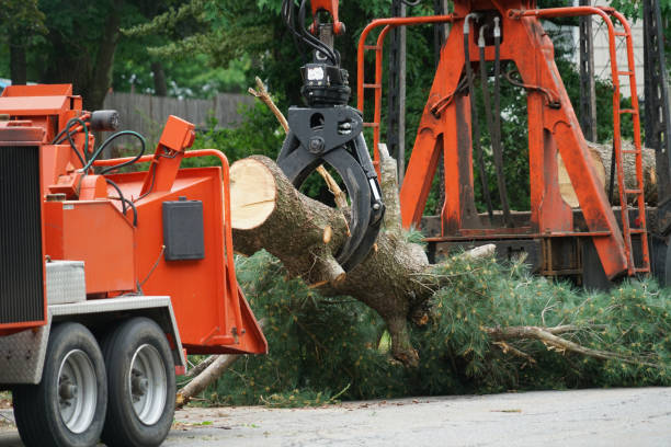 Best Storm Damage Tree Cleanup  in Wind Gap, PA